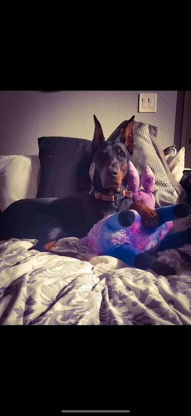 Doberman Pinscher Puppies media 20