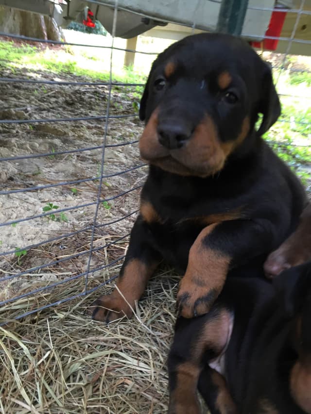 Doberman Pinscher Puppies media 23