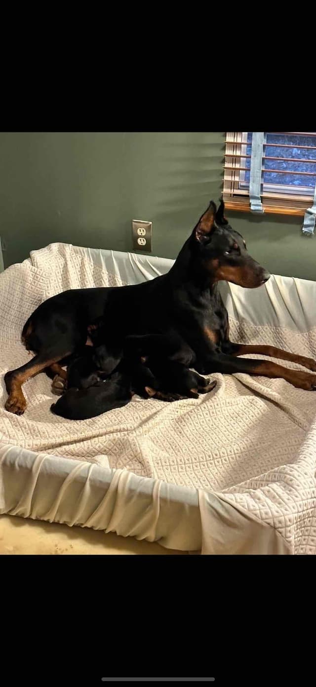 Doberman Pinscher Puppies media 25