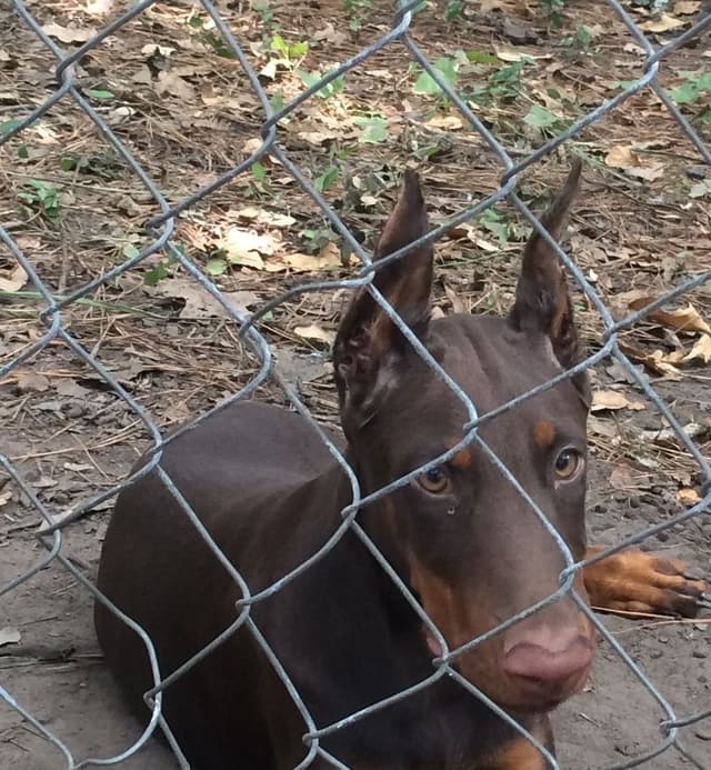 Doberman Pinscher Puppies media 26