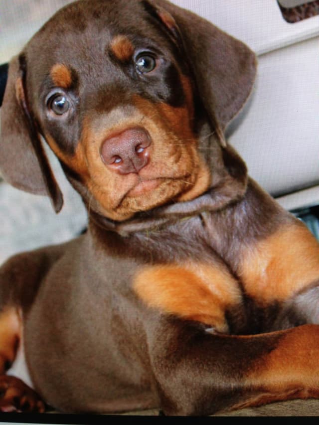 Doberman Pinscher Puppies media 27