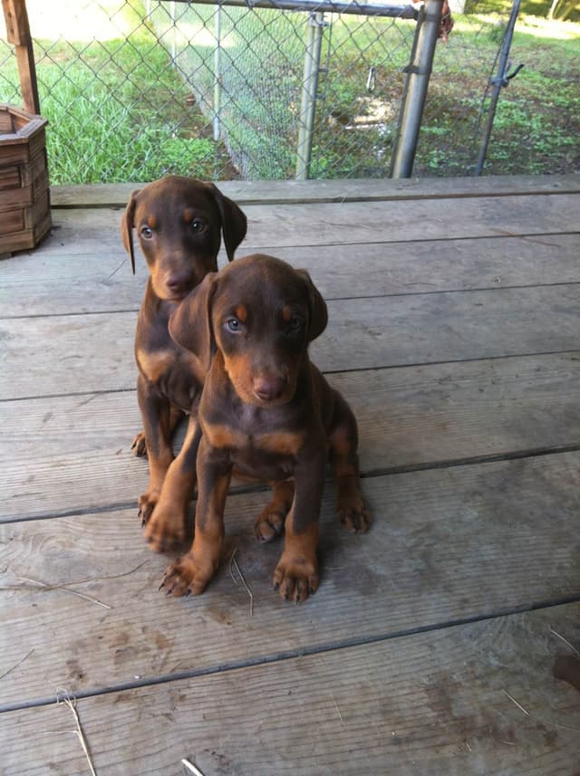 Doberman Pinscher Puppies media 28