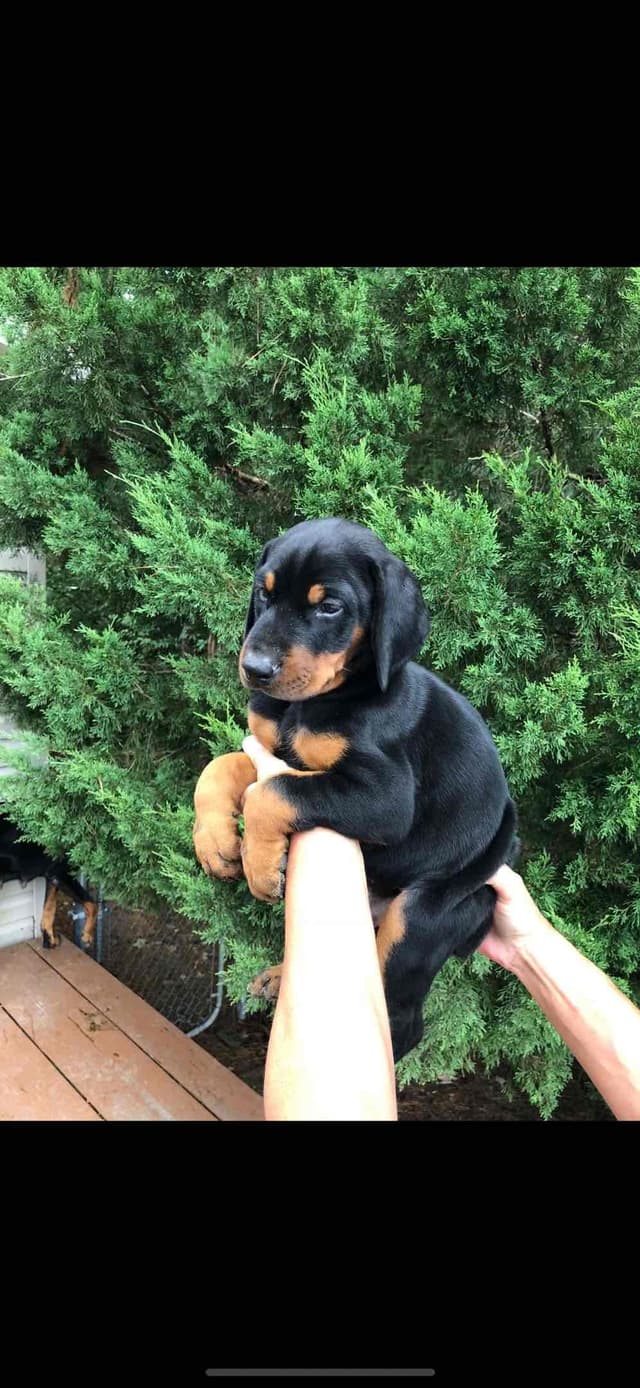 Doberman Pinscher Puppies media 29