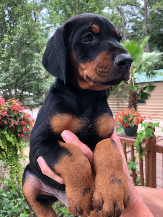 Doberman Pinscher Puppies media 30