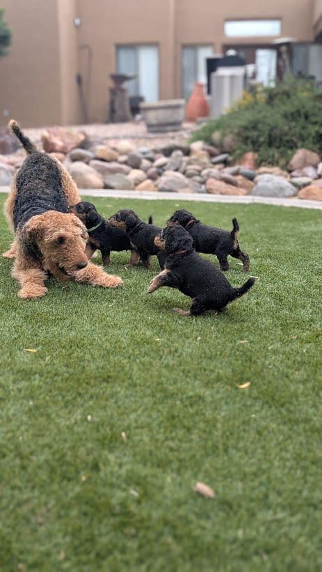 Airedale Terrier Puppies media 6