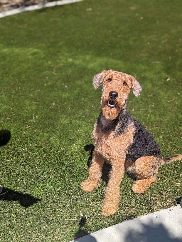 Airedale Terrier Puppies media 7