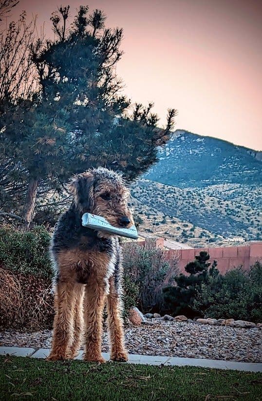 Airedale Terrier Puppies media 8