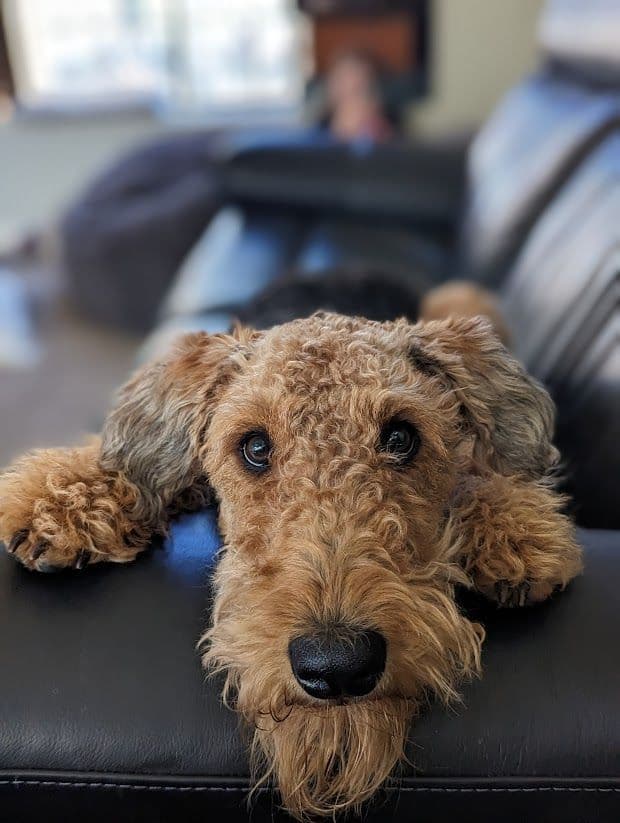 Airedale Terrier Puppies media 9