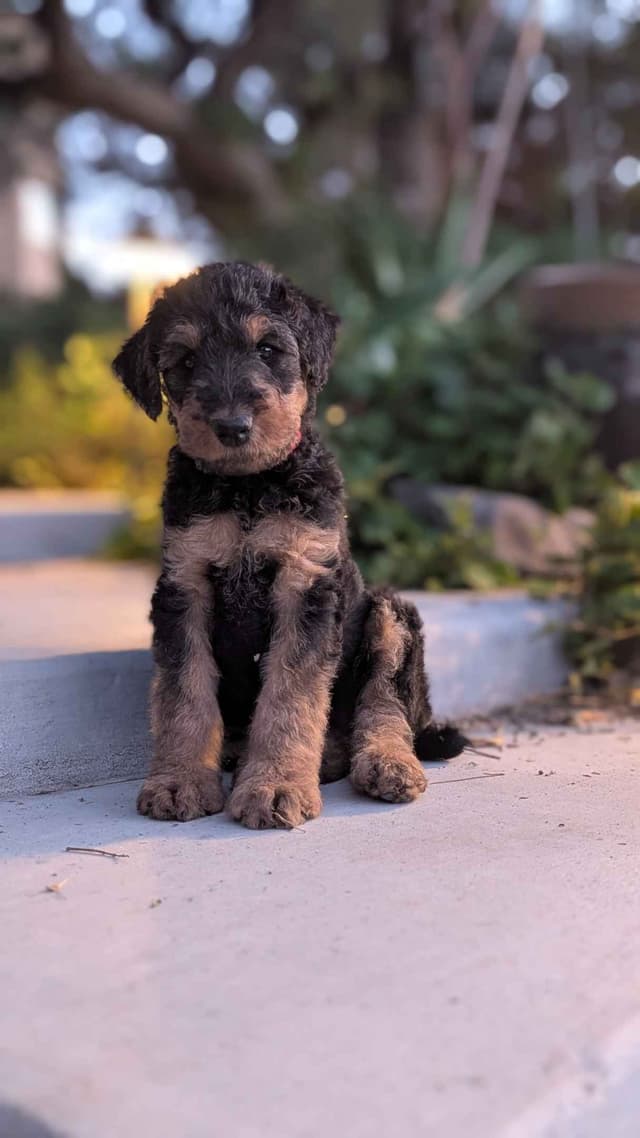 Airedale Terrier Puppies media 2