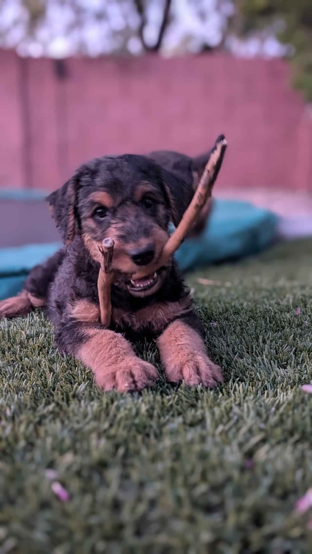 Airedale Terrier Puppies media 3