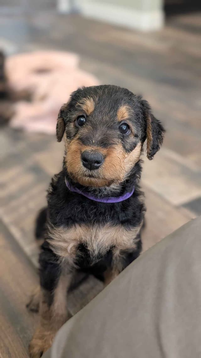 Airedale Terrier Puppies media 5