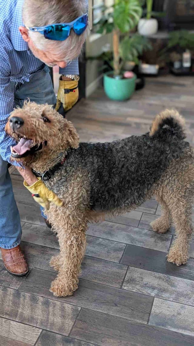 Airedale Terrier Puppies media 10