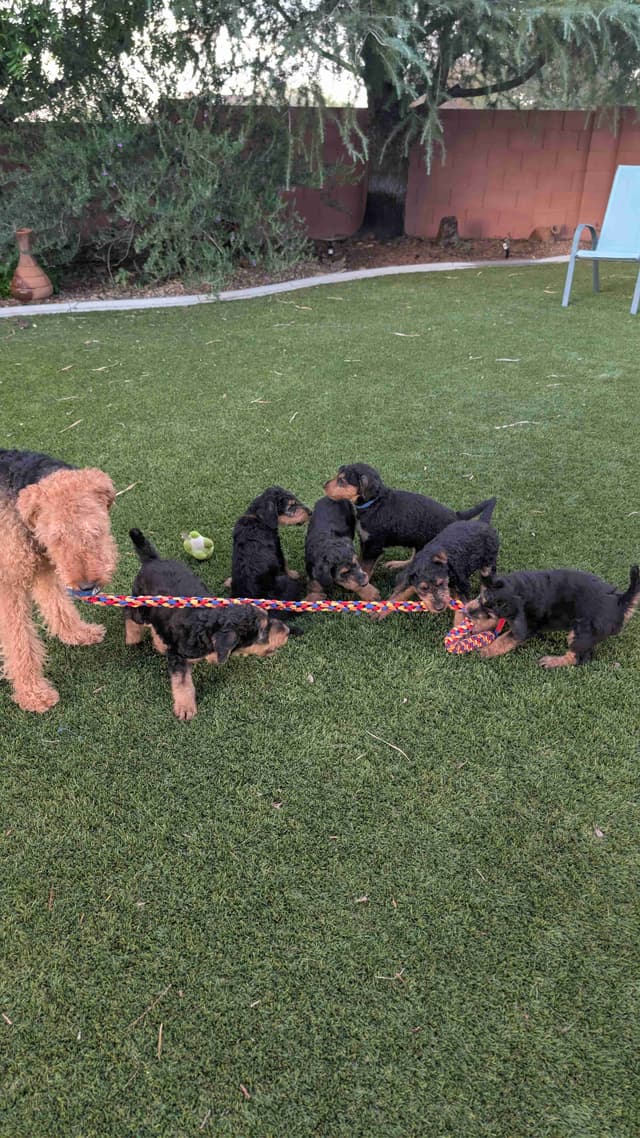 Airedale Terrier Puppies media 4