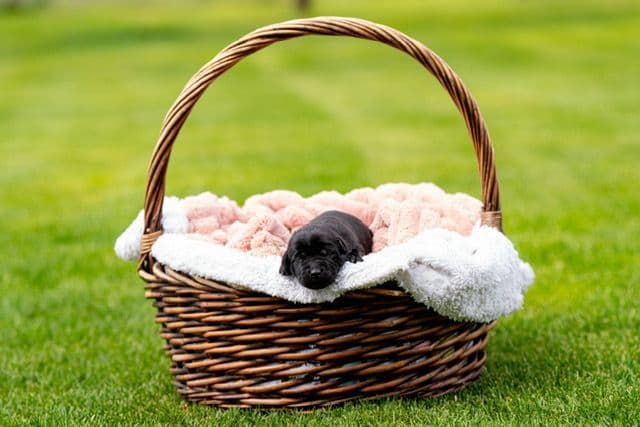 Labrador Retriever Puppies from Pointing Bloodlines media 3