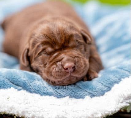 Labrador Retriever Puppies from Pointing Bloodlines media 4