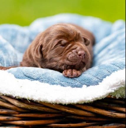Labrador Retriever Puppies from Pointing Bloodlines media 5