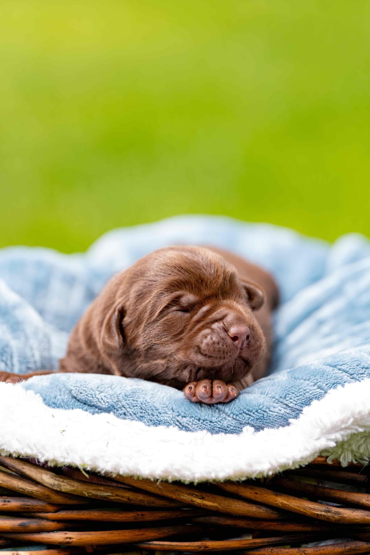 Labrador Retriever Puppies from Pointing Bloodlines breeder image 2