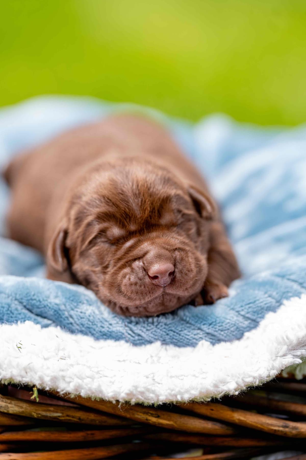Labrador Retriever Puppies from Pointing Bloodlines breeder image 3