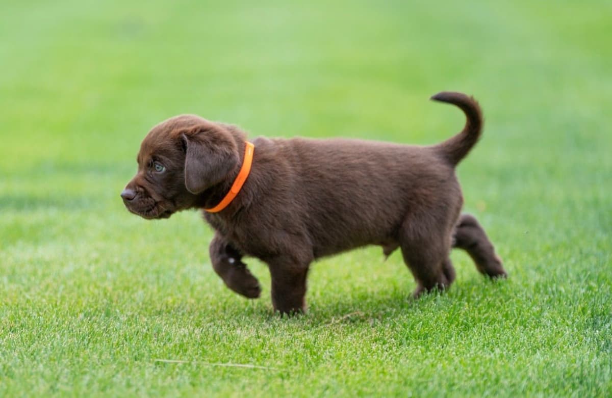 Labrador Retriever Puppies from Pointing Bloodlines breeder image 5