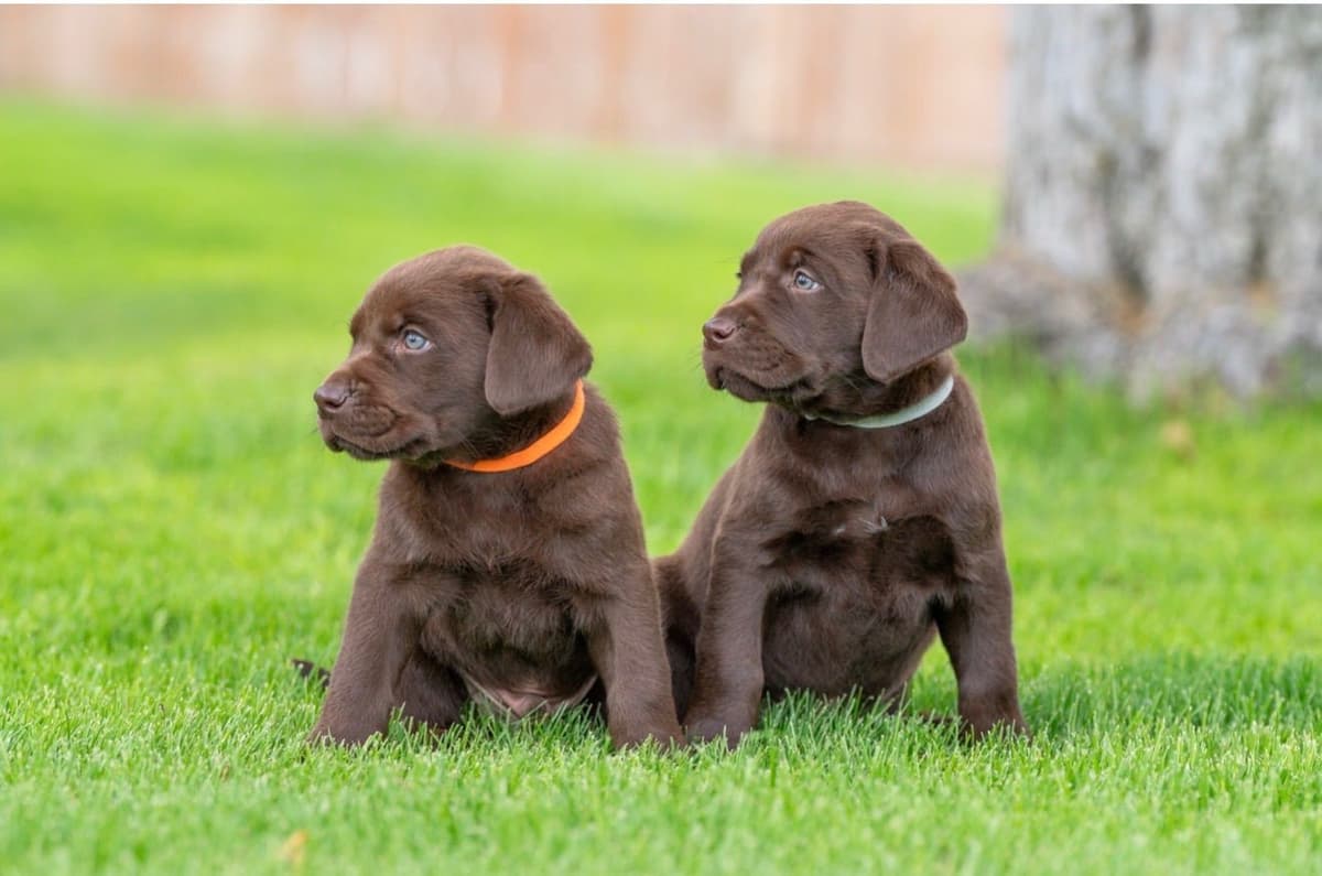 Labrador Retriever Puppies from Pointing Bloodlines breeder image 6