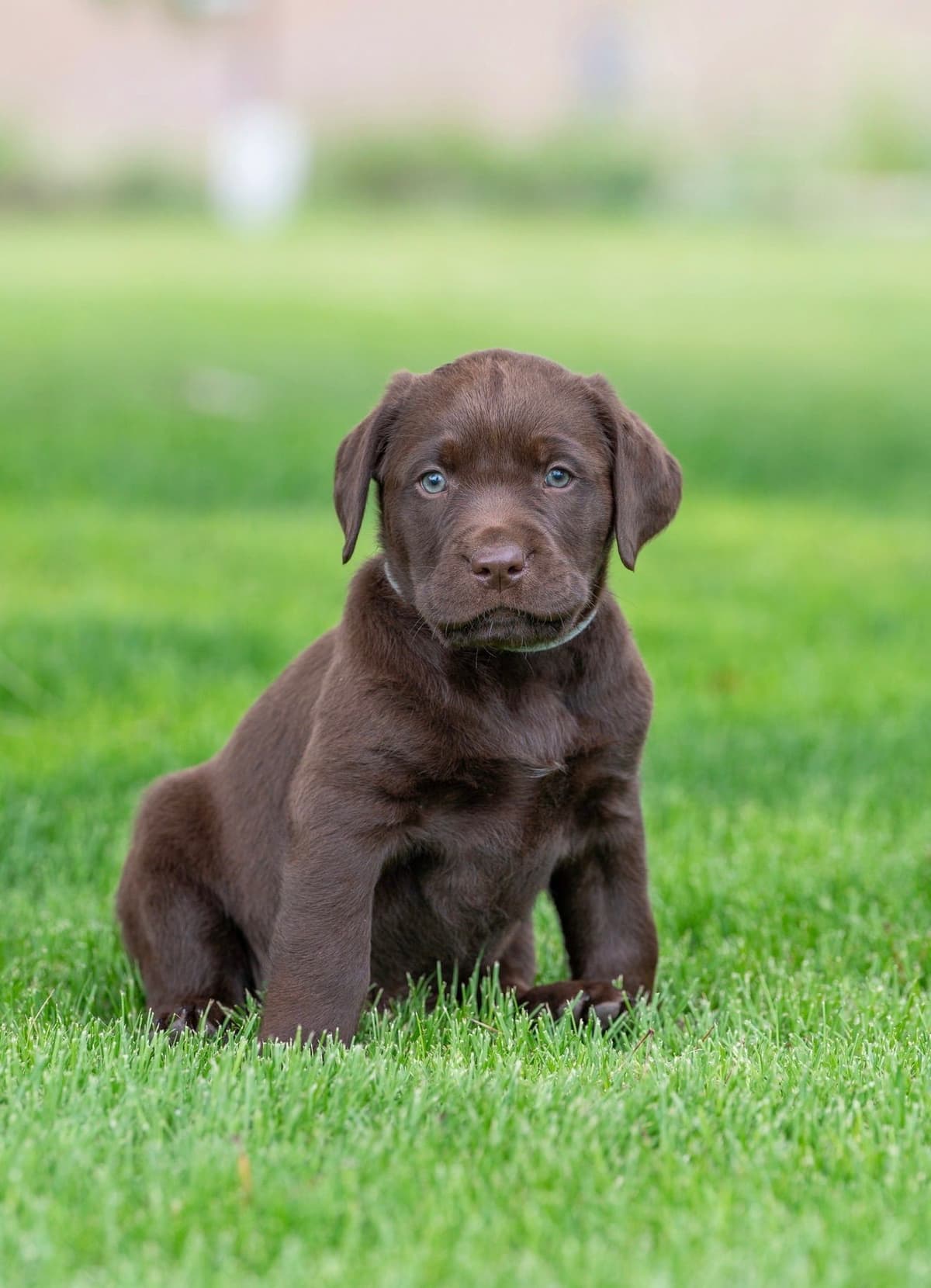 Labrador Retriever Puppies from Pointing Bloodlines breeder image 7