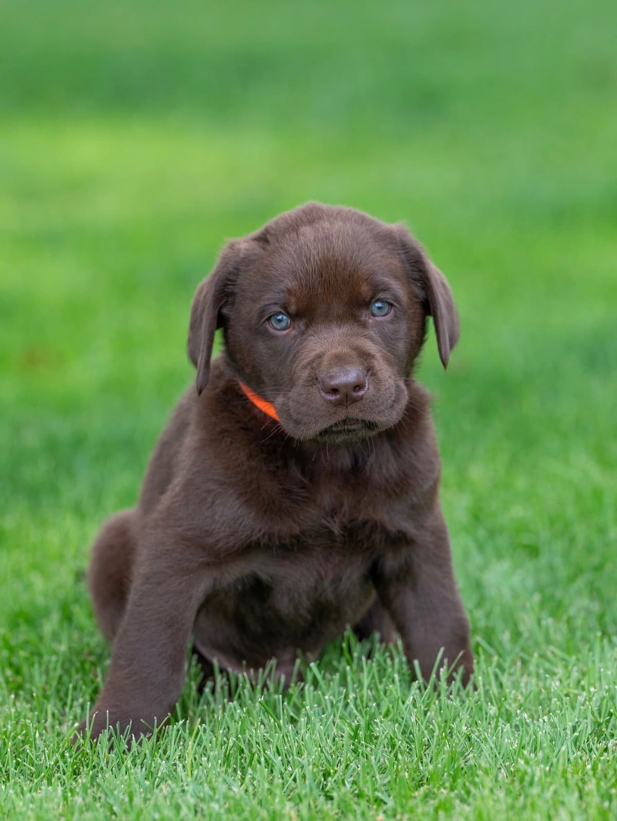 Labrador Retriever Puppies from Pointing Bloodlines breeder image 8
