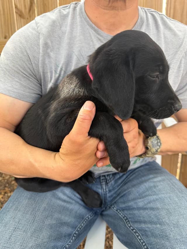 Labrador Retriever Puppies media 2