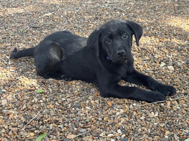 Labrador Retriever Puppies media 3