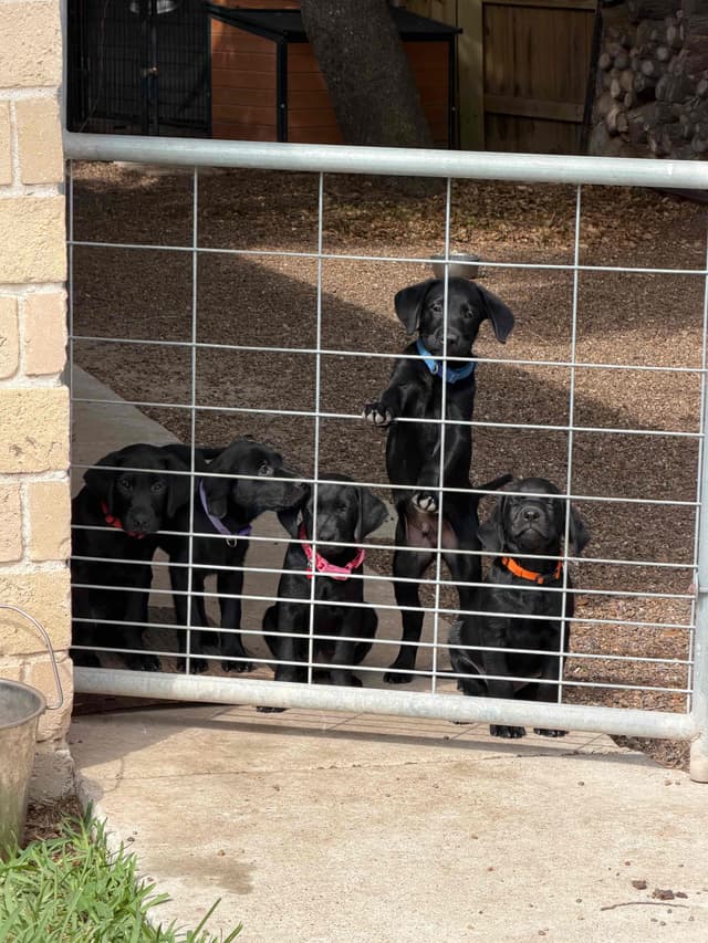 Labrador Retriever Puppies media 5