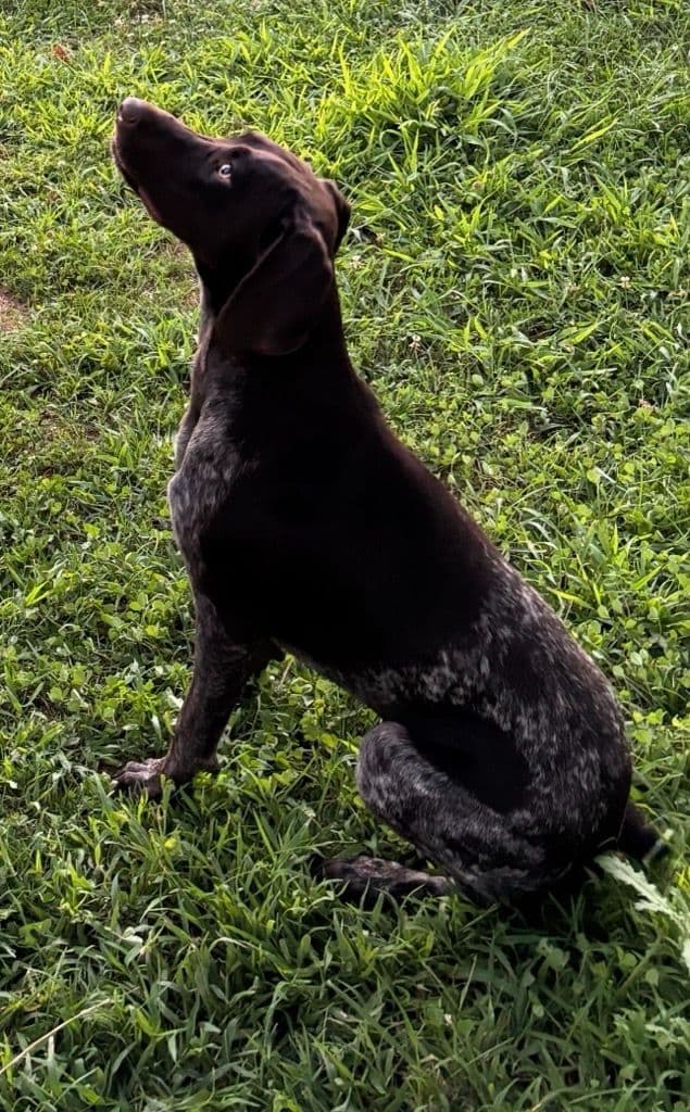 German Shorthaired Pointer Puppies breeder image 1