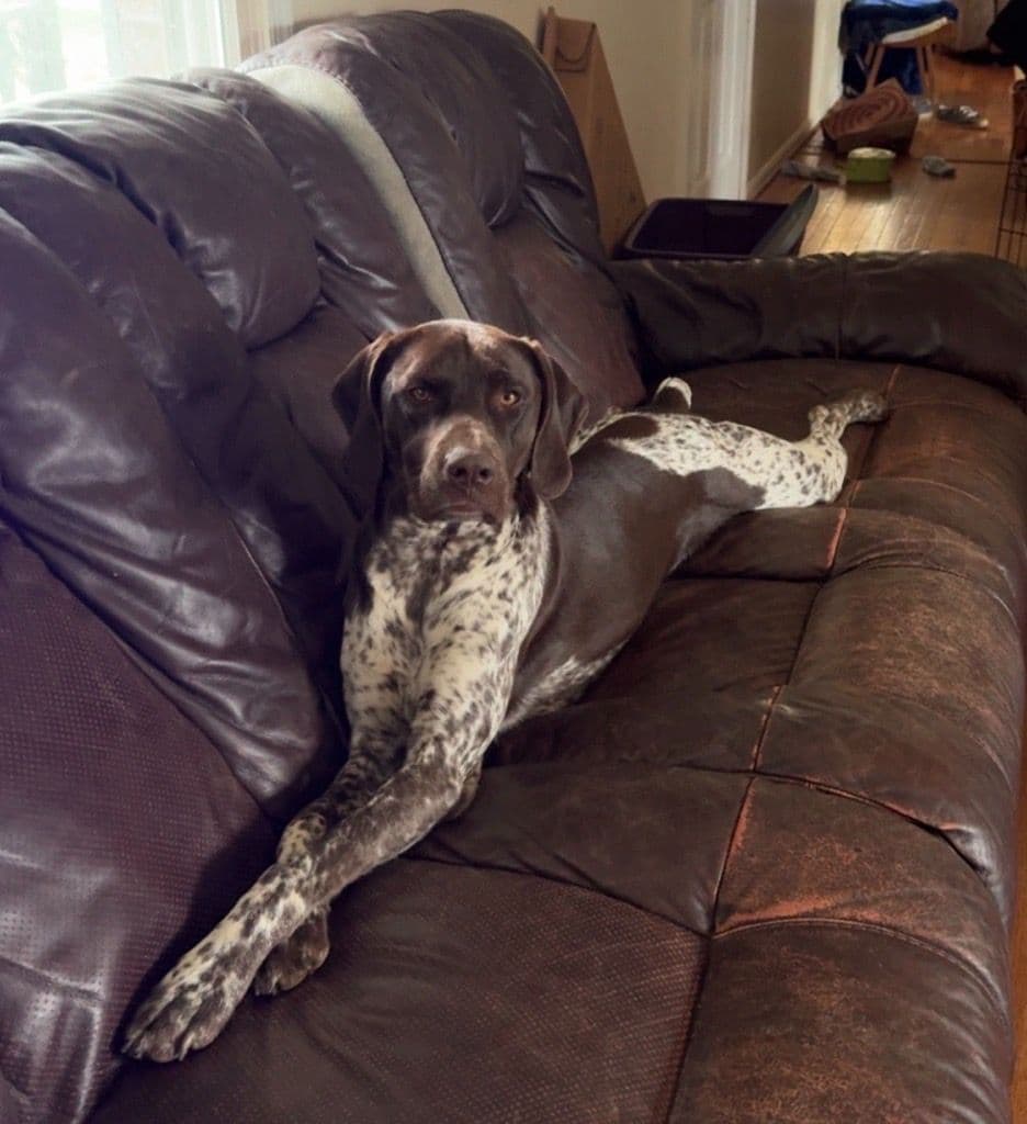 German Shorthaired Pointer Puppies breeder image 2
