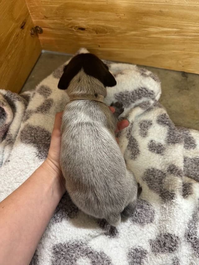 German Shorthaired Pointer Puppies media 2