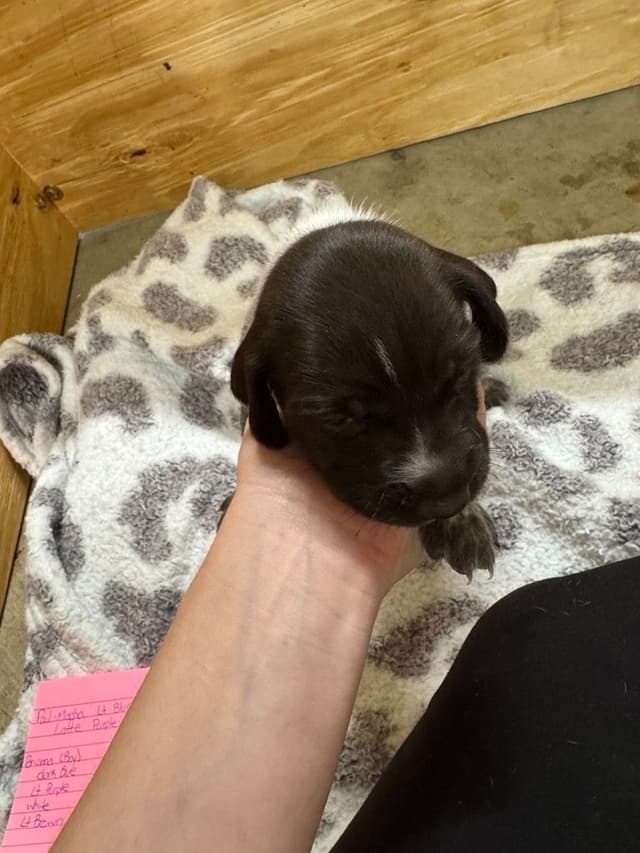 German Shorthaired Pointer Puppies media 3