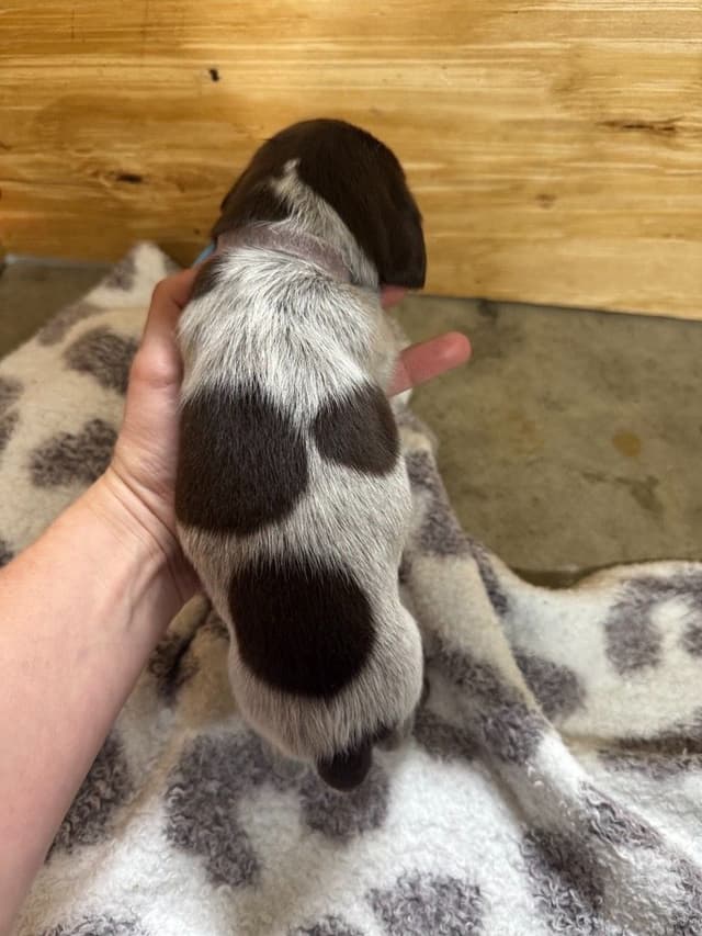 German Shorthaired Pointer Puppies media 4