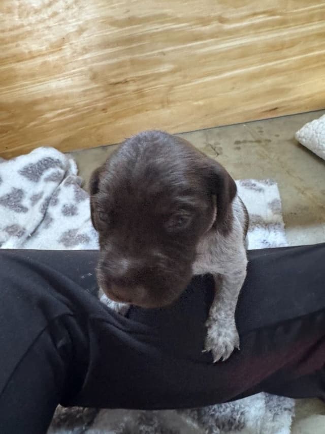German Shorthaired Pointer Puppies media 5