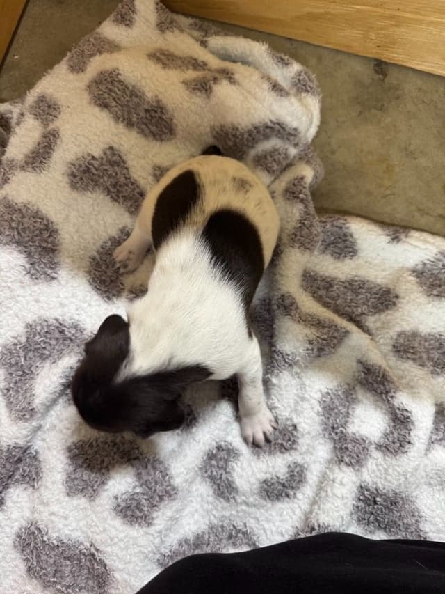 German Shorthaired Pointer Puppies media 6