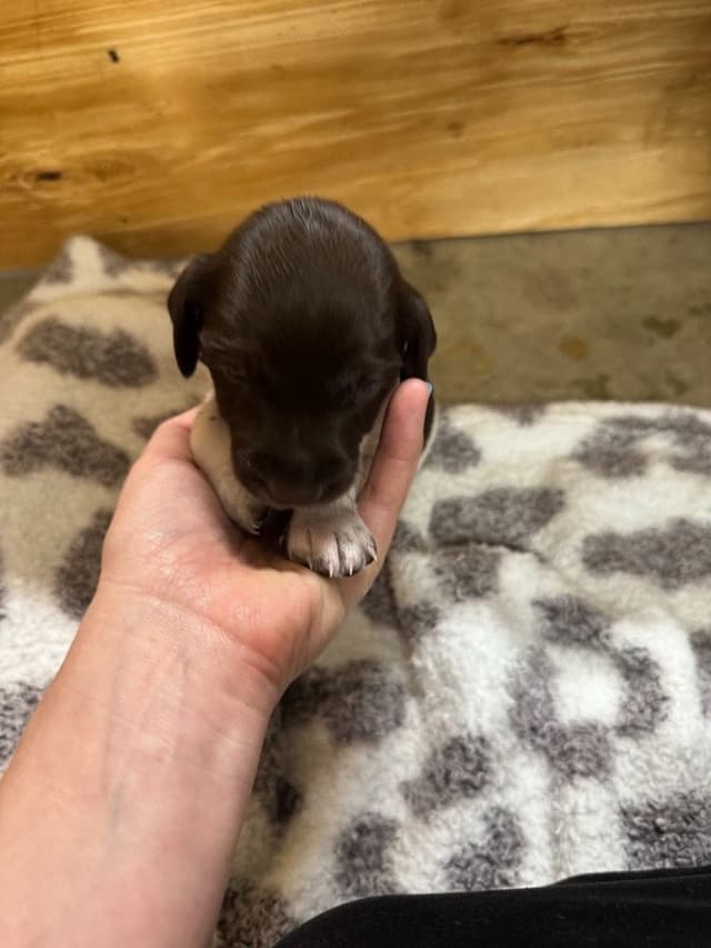 German Shorthaired Pointer Puppies media 7