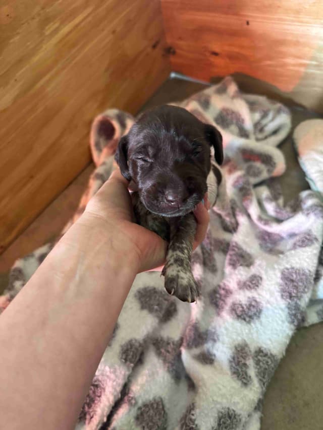 German Shorthaired Pointer Puppies media 8