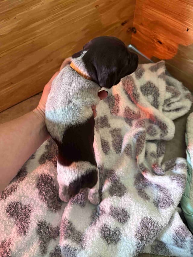 German Shorthaired Pointer Puppies media 9