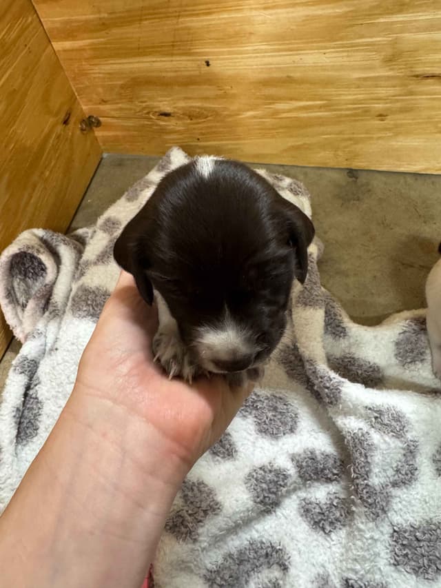 German Shorthaired Pointer Puppies media 11