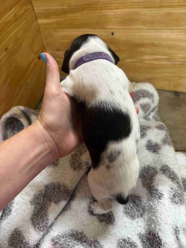 German Shorthaired Pointer Puppies media 12