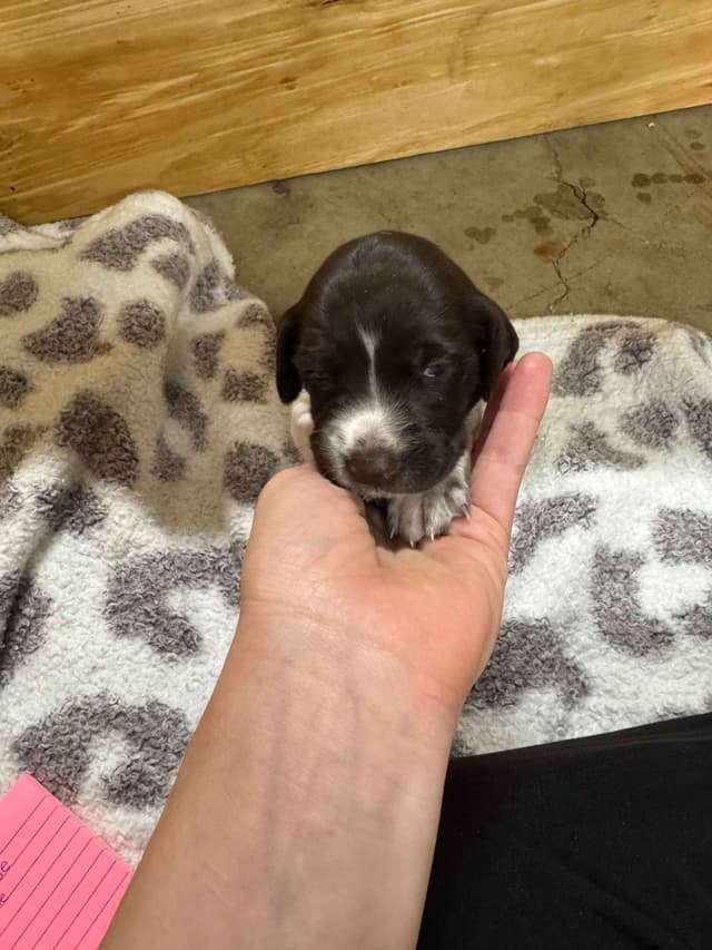 German Shorthaired Pointer Puppies media 13
