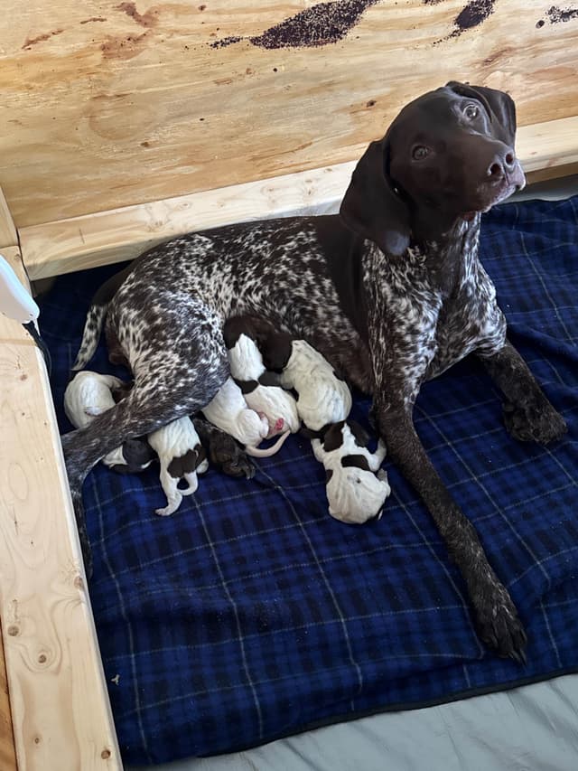 German Shorthaired Pointer Puppies media 9