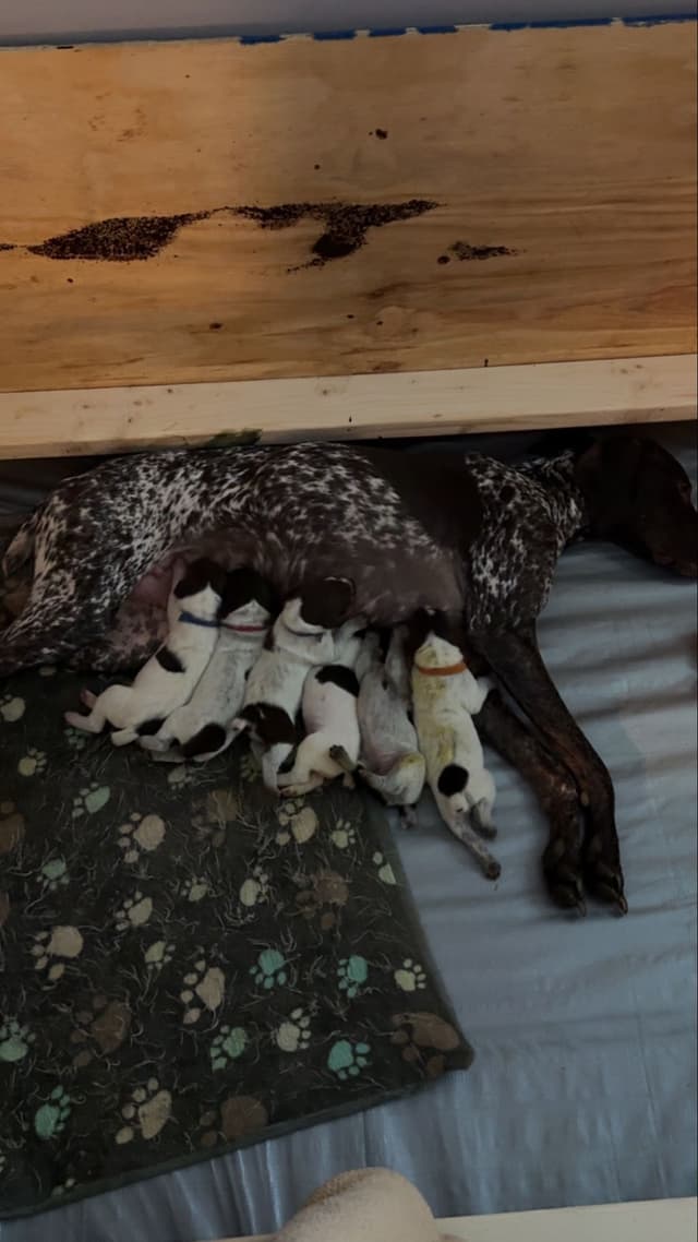 German Shorthaired Pointer Puppies media 11