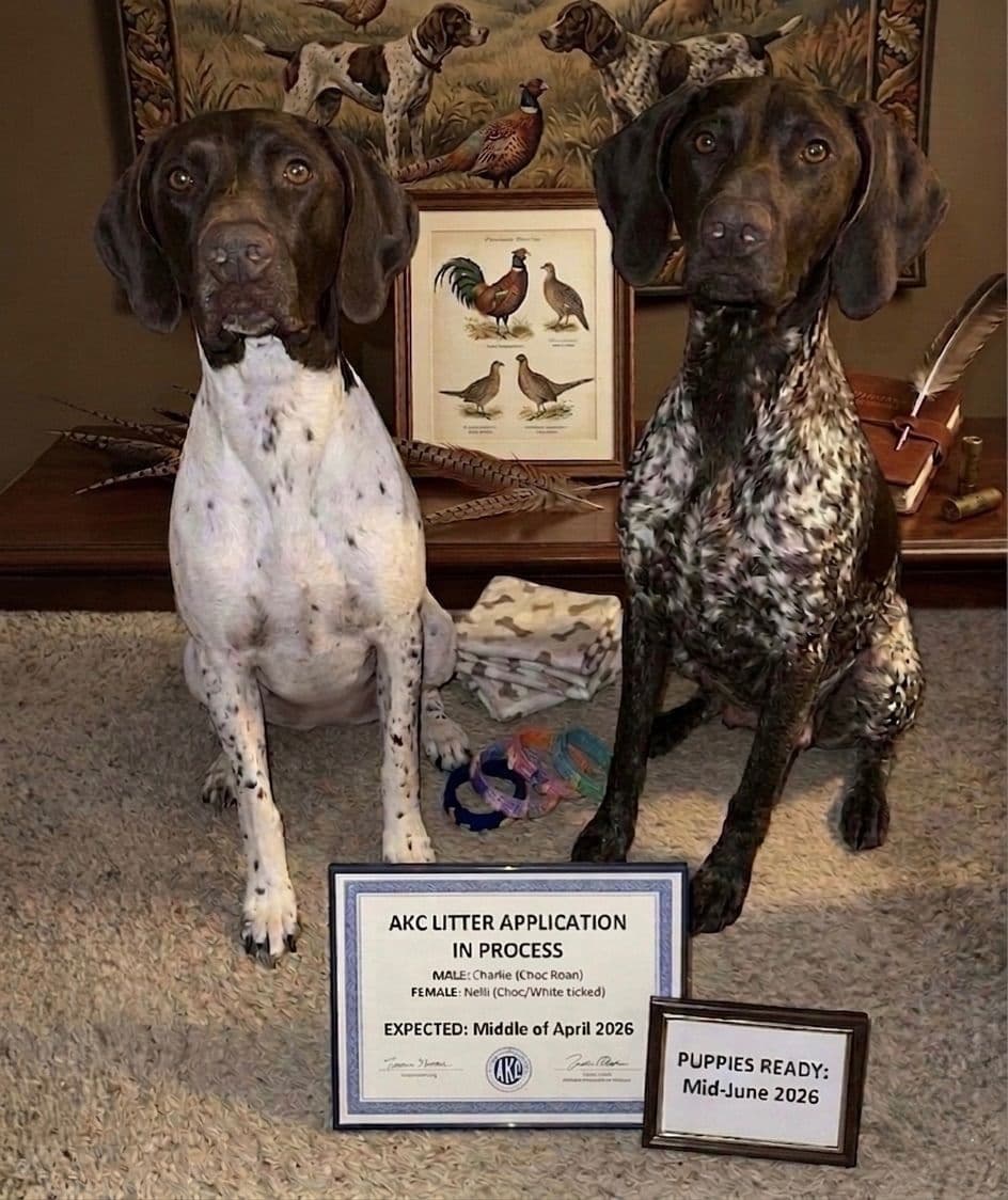 German Shorthaired Pointer Puppies breeder image 1