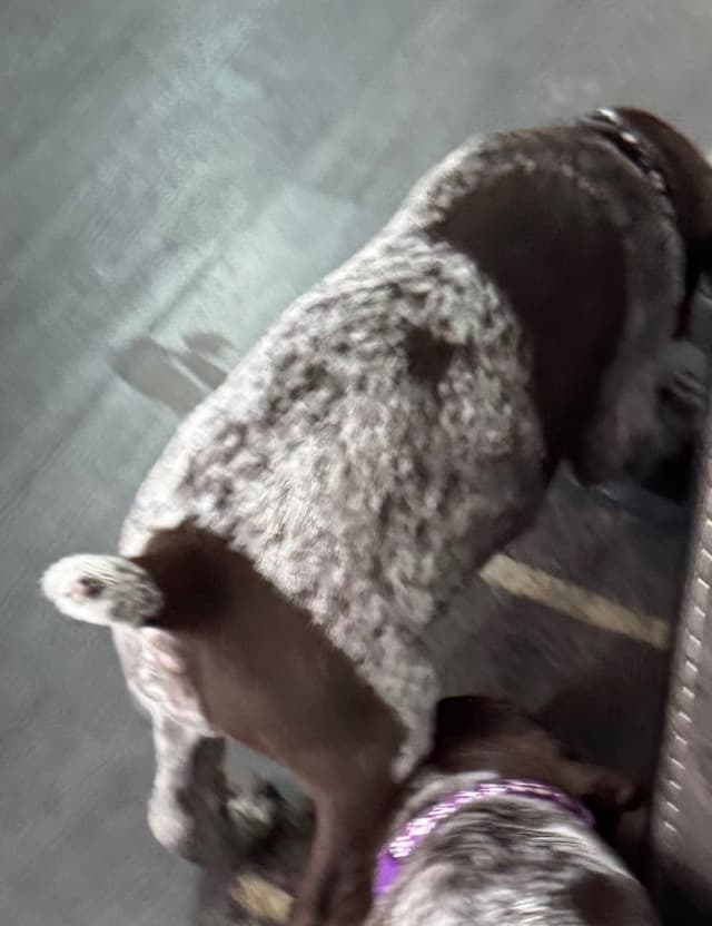 German Shorthaired Pointer Puppies media 7