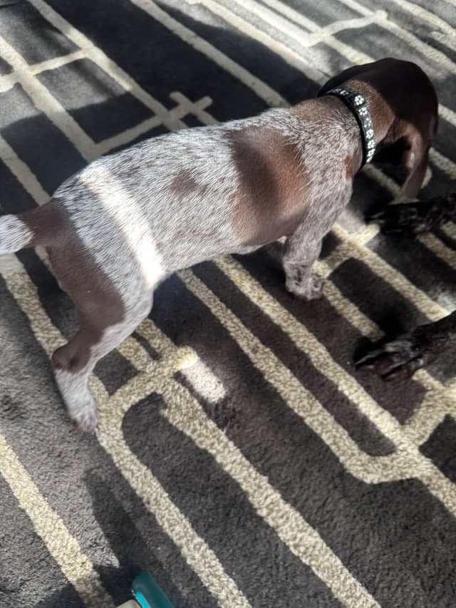 German Shorthaired Pointer Puppies media 5
