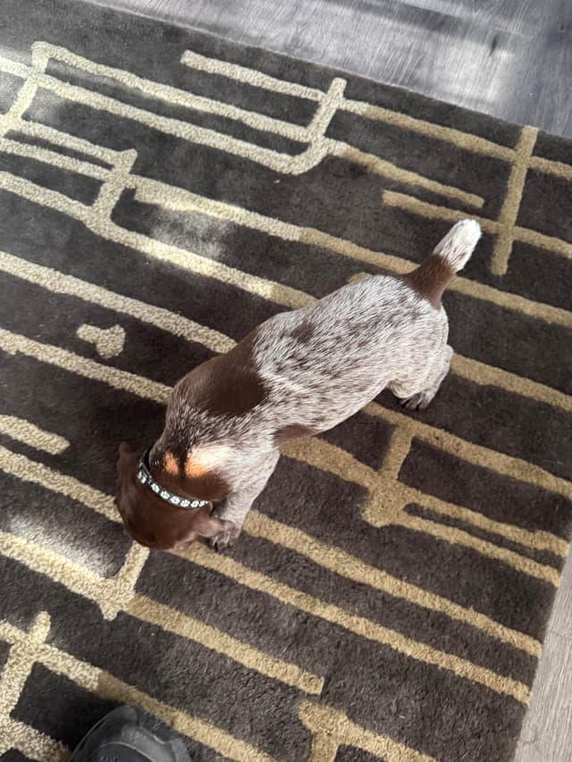 German Shorthaired Pointer Puppies media 6