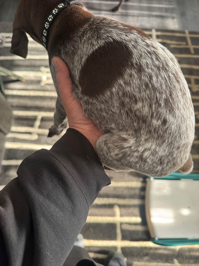German Shorthaired Pointer Puppies media 8