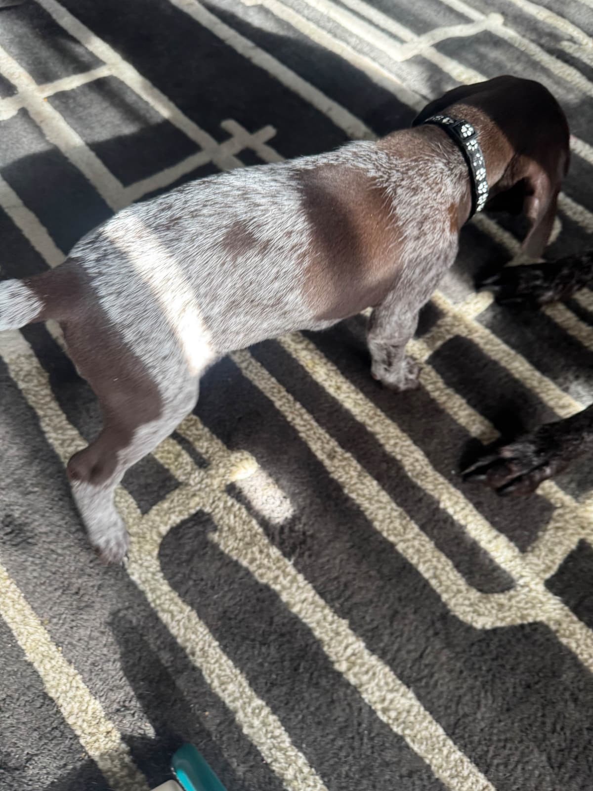 German Shorthaired Pointer Puppies breeder image 4